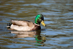 Mallard