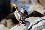 Egyptian Goose portfolio