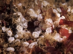 Didemnum maculosum var. Dentate