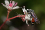 Sapyga quinquepunctata (f)