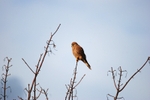 Kestrel