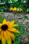 Daisys