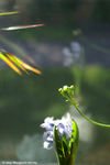 Flowers 16 - 04