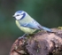Blue Tit