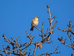 Chiffchaff