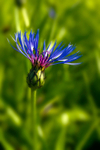Flower - 3652