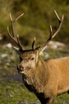 Red Deer Rut