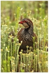 Red Legged Partridge