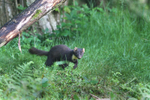 Pine marten