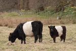 Belted Galloway Cattle portfolio