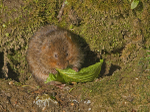 Water vole