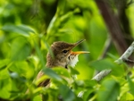 Reed Warbler