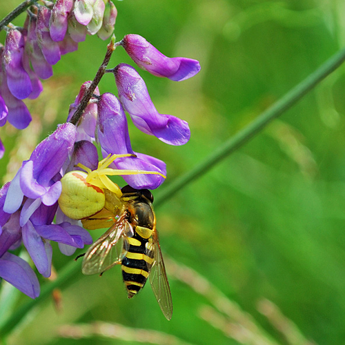 A Goldenrod Crab Spider with hoverfly catch. See another image of this species in it's white form within this Arachni…