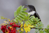 Male Ring Ouzel