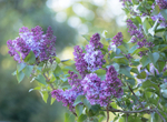 16th April Lilac Flowers