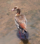 Egyptian Goose - UK & South Africa