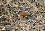 Chaffinch