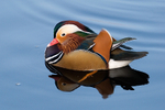 Mandarin Duck