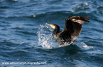 SBC004: Cormorant