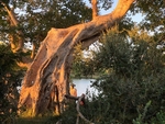 Crazy Shaped Tree, SA