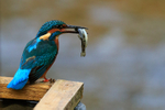 Kingfisher (male) with fish