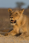 Kalahari Beauty