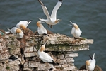 Gannets