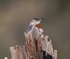 Kruper's Nuthatch