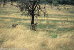 The Thomson's Gazelles are not so far