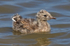 Black-headed Gull chick swimming on the lagoon at Brownsea Island
