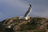 Flying Herring Gull with bread thrown from boat, Flatanger, Norway