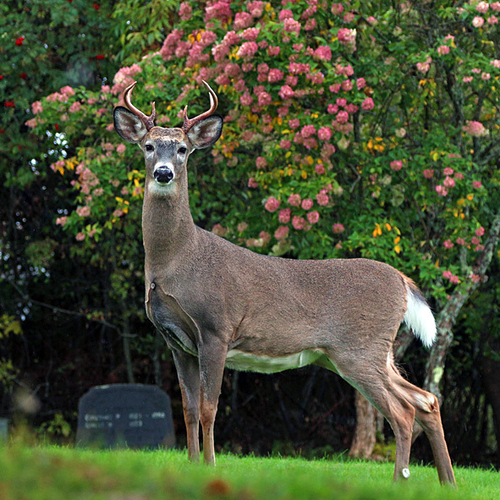 Buck white-tailed Deer