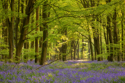 Evening in South Down woods