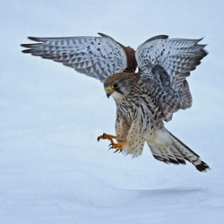 Kestrel Flying