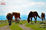 3HPhotog6-2-24_SW-WYO_3HR16151_Wild Horses