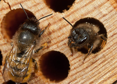 Two [i]Osmia bicornis[/i] females on my "Bee Hotel".