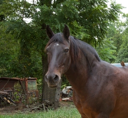 AnimalsCreatures 157