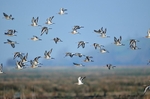 Black-tailed Godwits