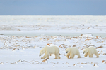 Polar Bear family walking through boulder field, Churchill, Canada