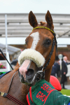 140723-Race 1-Northern Express-0089