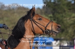 BPP_0646