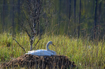 Whooper Swan