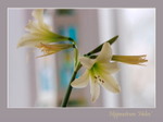 Hippeastrum 'Helios'