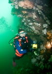 Diver observes wall reef 1