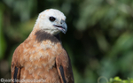 Black-collared hawk