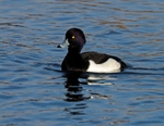 Tufted Duck