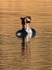 Pair of Great Crested Grebes displaying at Hatch Pond
