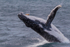 0A3A2605. Humpback Breach 7