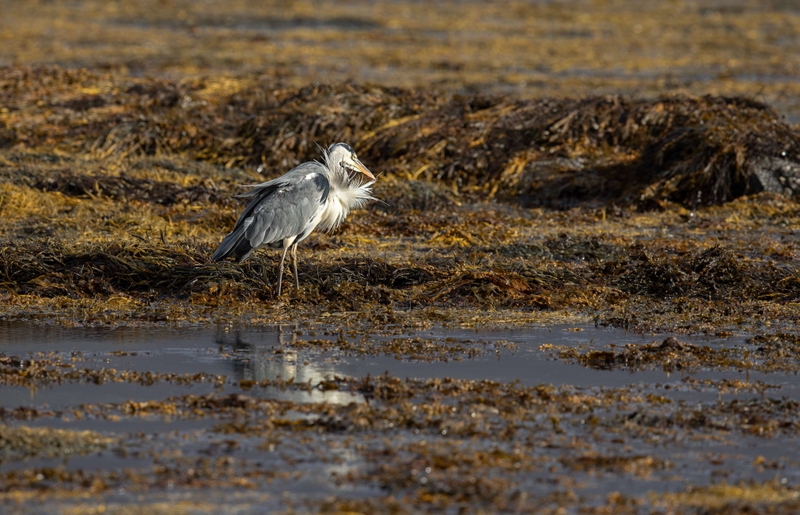 Grey Heron - Isle of Mull - Scotland
