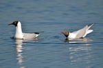Black-headed Gulls